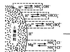 施用碳酸氫銨為什么要強調深施覆土？