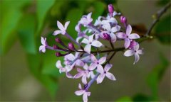 丁香花什么時(shí)候開花？丁香花的功效與作用