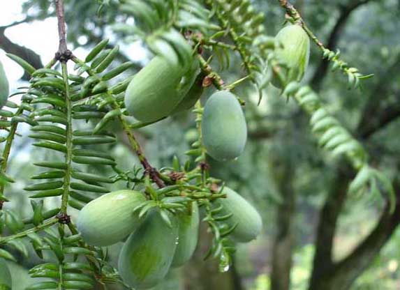 蔬菜種植技術(shù)