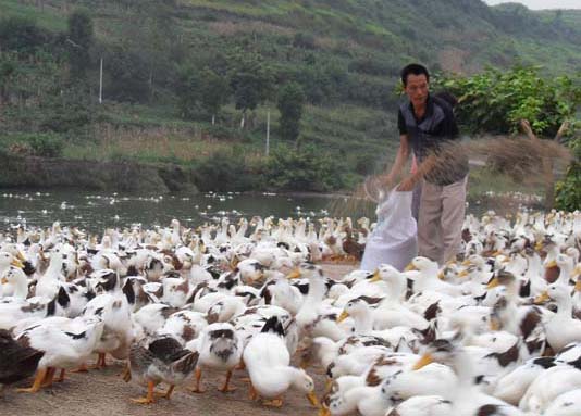 養(yǎng)鴨技術