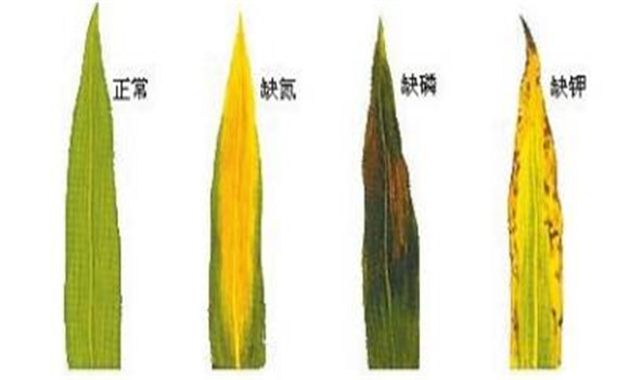 植物缺氮、磷、鉀元素時各有什么癥狀