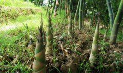 竹筍種植時間和方法 竹筍的種植和管理技術(shù)要點