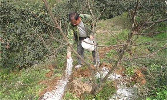 桃樹(shù)水肥管理技術(shù)