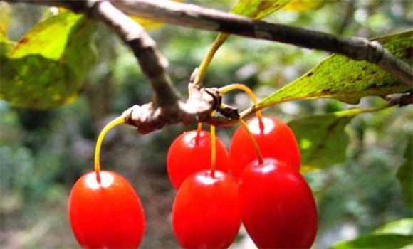 山茱萸種植技術