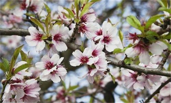 杏樹的花果管理方法