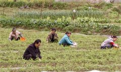 絞股藍(lán)田間管理方法 絞股藍(lán)種植技術(shù)