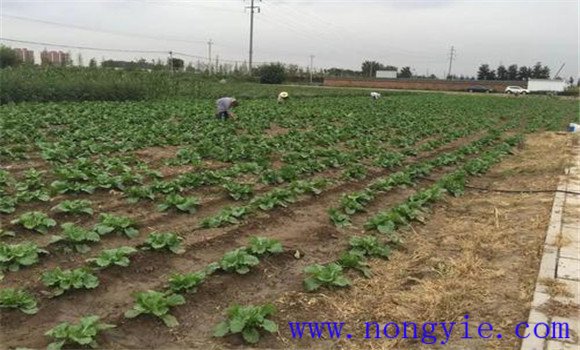 大白菜的間苗、除草