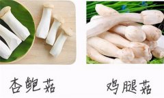 雞腿菇和杏鮑菇的區(qū)別 雞腿菇種植技術(shù)要點(diǎn)