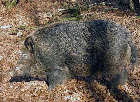 野豬飼養(yǎng)管理方法