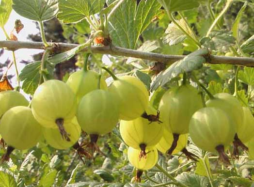 果樹種植技術(shù)