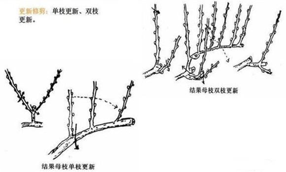 葡萄扇形整枝