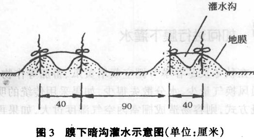 如何進(jìn)行膜下灌水