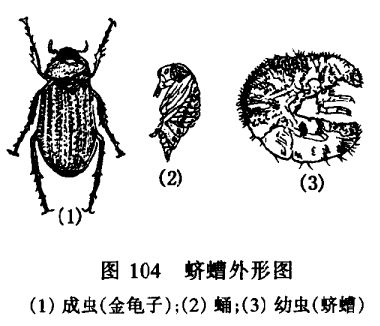 花卉種植方法