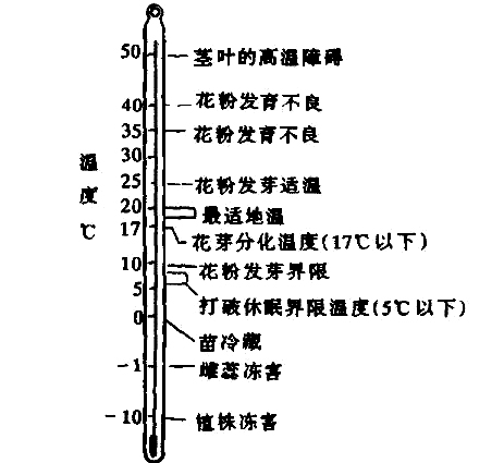 草莓種植方法