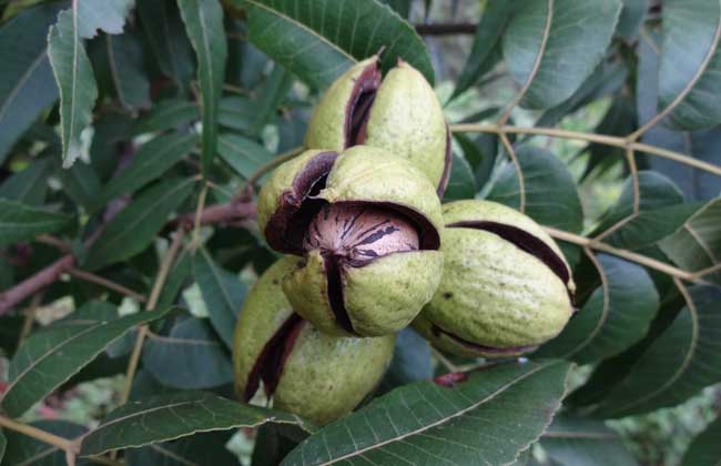 碧根果種植方法