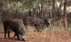 野豬是幾級保護動物，野豬的壽命一般是多少年