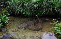 吃娃娃魚(yú)犯法嗎？