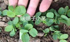 決明子種植時(shí)間和方法 決明子栽培管理技術(shù)要點(diǎn)