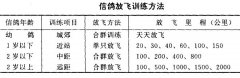 信鴿的飼養(yǎng)與訓(xùn)練方法與注意要點