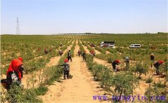 種植枸杞怎樣進(jìn)行土壤與施肥的管理？