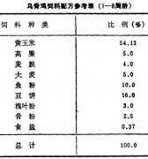 怎樣飼養(yǎng)商品烏骨雞？