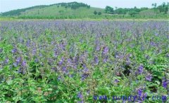 種植黃芩怎么管理？黃芩田間管理的主要內(nèi)容