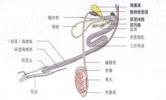 公牛的生殖器有多長 公牛生殖器官各部分的功能