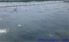 怎樣為魚塘增加氧氣，給魚塘增氧有幾種方法？