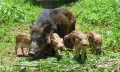 野豬是保護(hù)動物嗎?野豬人工飼養(yǎng)方法與技術(shù)要點(diǎn)