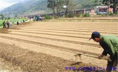 種植薄荷如何選地整地？薄荷種植管理技術(shù)要點