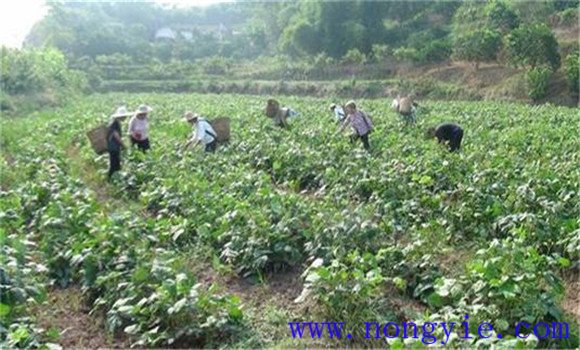 種植綠豆需注意事項(xiàng)