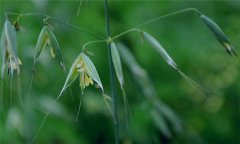 燕麥種植時間，燕麥什么時間種植