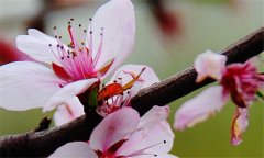 誰會錯過那番花信風