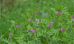 苕子種植時間和方法 苕子栽培技術要點