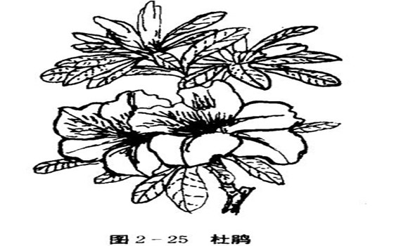 怎樣養(yǎng)杜鵑花，杜鵑花怎么養(yǎng)