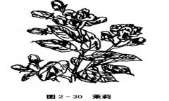 茉莉花種植技術(shù)，如何種植茉莉花