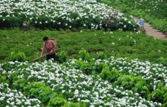 白芍種植技術(shù)、方法與主要步驟