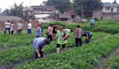 茉莉花的養(yǎng)殖方法簡介，怎樣培育茉莉花