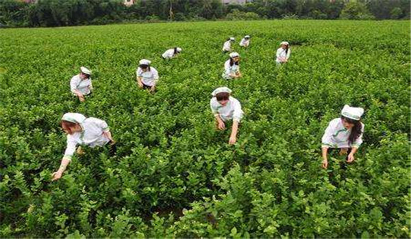 茉莉花的采收方法