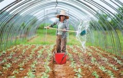 菜豆栽培時間與技術(shù)要點、病蟲害防治