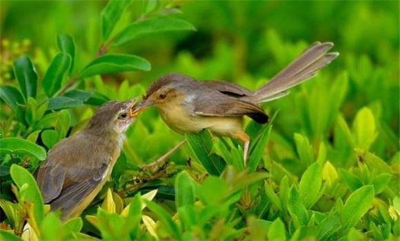 食蟲(chóng)鳥(niǎo)類(lèi)