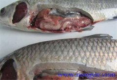 草魚(yú)出血病發(fā)病原因、癥狀、治療方法