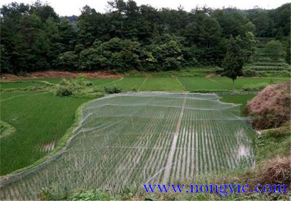 羅非魚稻田養(yǎng)殖技術：羅非魚如何在稻田中飼養(yǎng)