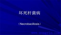 羊壞死桿菌病的防治方法 羊壞死桿菌病用什么藥