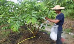 番石榴修剪方法與疏花疏果、果實套袋技術(shù)要點