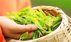 新茶和陳茶的區(qū)別是什么 新茶與陳茶的鑒定方法