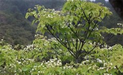 種植油桐樹的經(jīng)濟價值有哪些 油桐樹的栽培管理