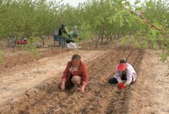 山藥種植前如何處理，種植山藥如何整地挖溝