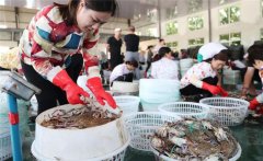 梭子蟹一般在幾月份上市，怎樣挑選肥的梭子蟹