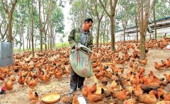 養(yǎng)雞用鹽的講究:飼料食鹽用量、食鹽中毒的防治